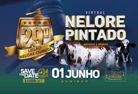 Leilão 29°