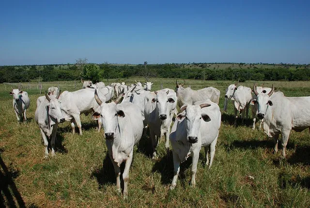 Preços do boi gordo sobem no atacado com consumo aquecido na semana do Dia dos Pais